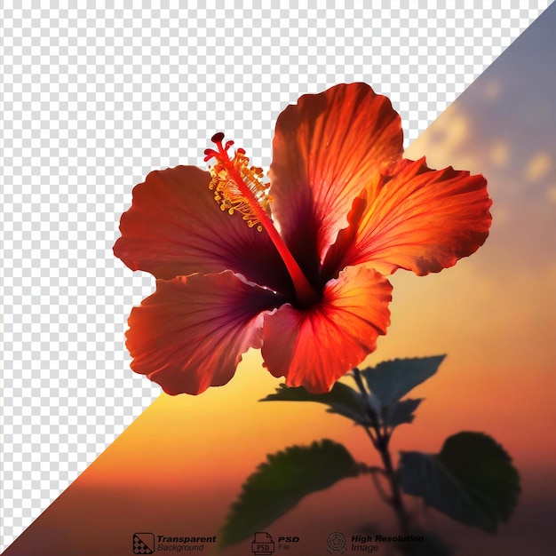 PSD sunset hibiscus flower isolated on transparent background