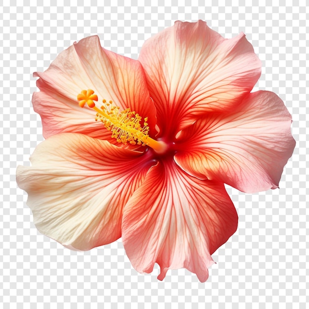 PSD sunset hibiscus flower isolated on transparent background