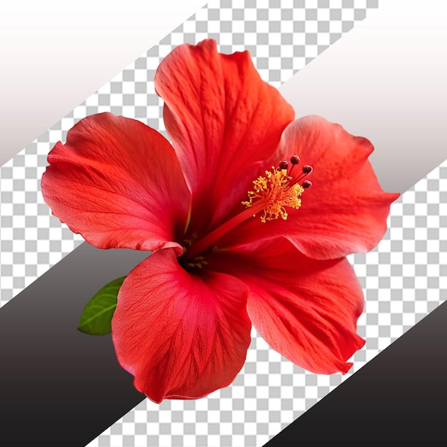 PSD sunset hibiscus flower png isolated on transparent background