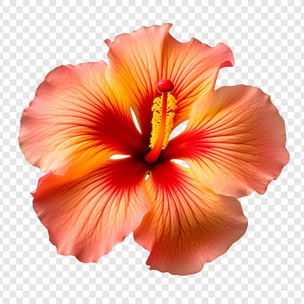 Sunset Hibiscus Kwiat Png Wyizolowany Na Przezroczystej Tle
