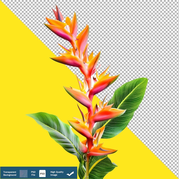 PSD superb tropical flower white background 8k uhd transparent background png psd