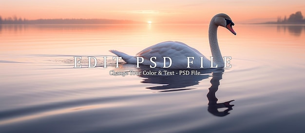 PSD Лебедь, плавающий на воде при восходе солнца