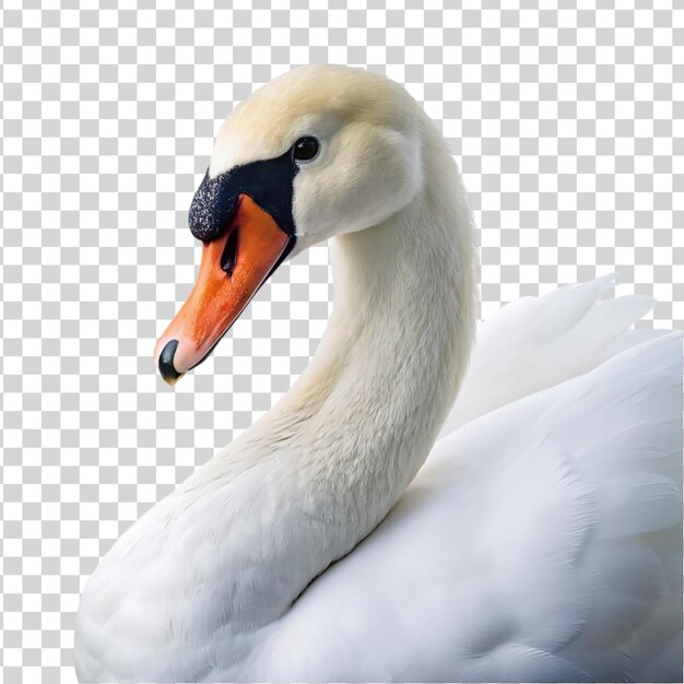 PSD swan isolated on transparent background