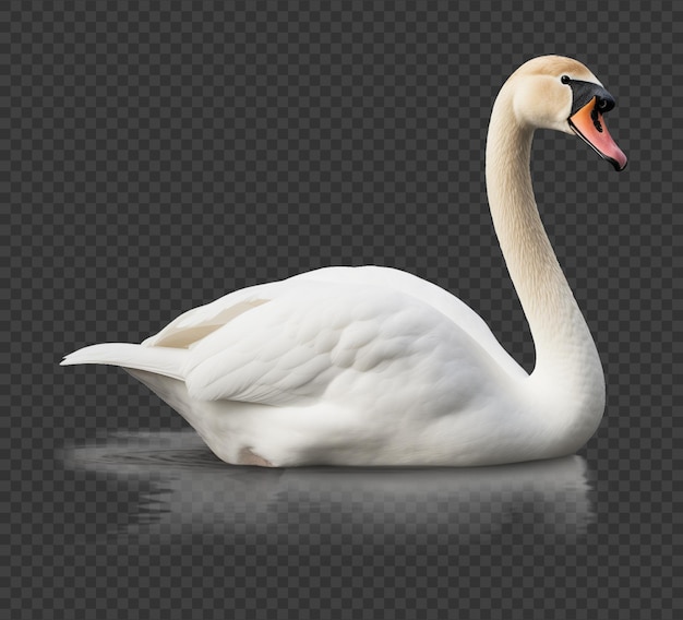 PSD swan isolated on transparent background