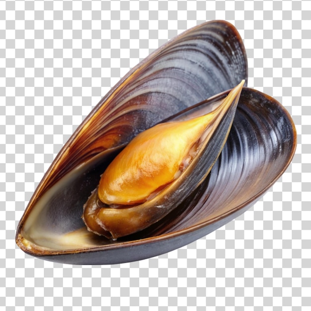 PSD the swan mussel isolated on transparent background