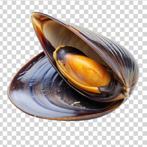 PSD the swan mussel isolated on transparent background