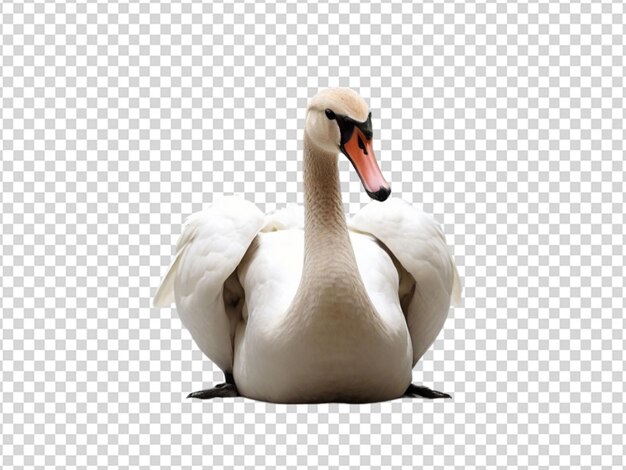 スワン png