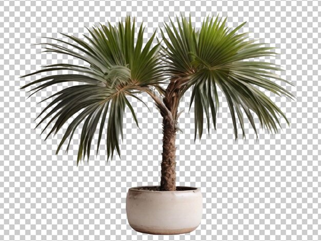 PSD swedish columnar plant png