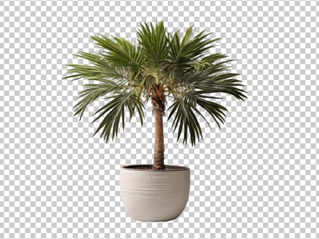 Swedish columnar plant png