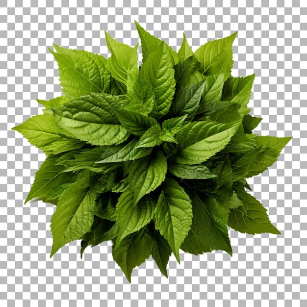 PSD sweet leaf bush on transparent background