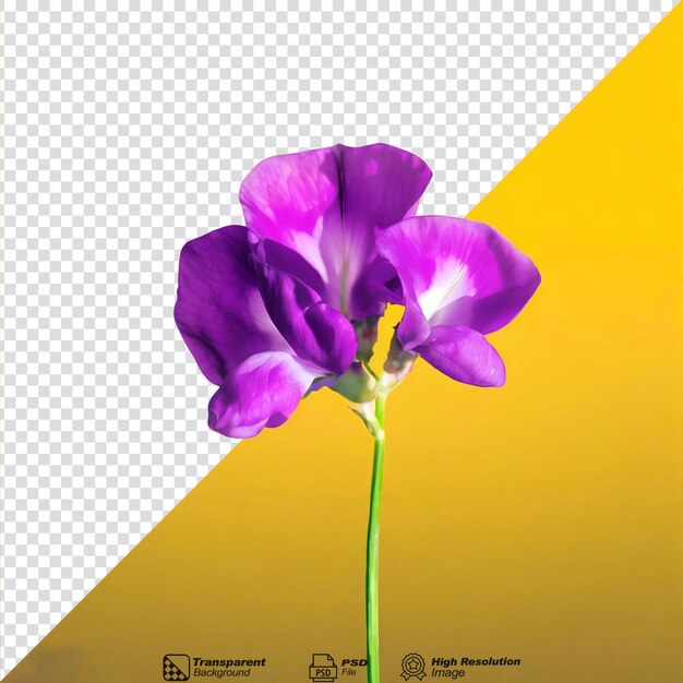 PSD sweet pea flower isolated on transparent background