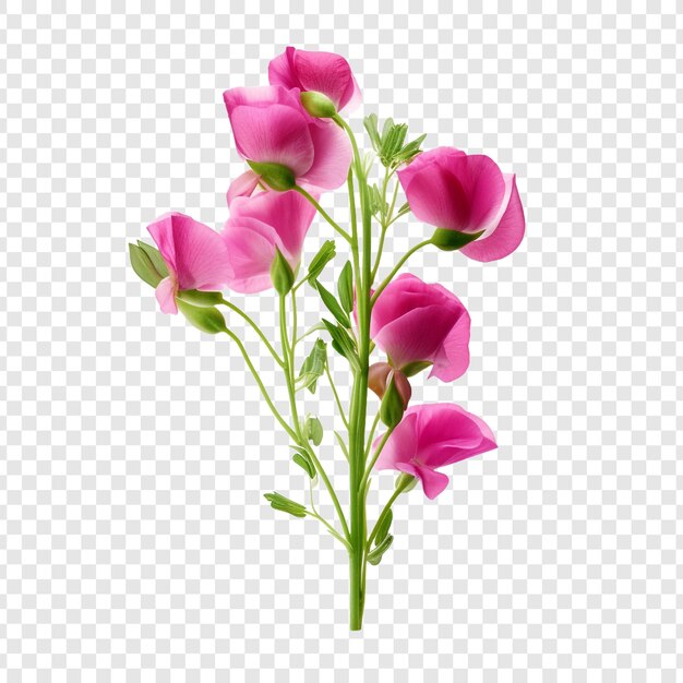 Sweet pea flower isolated on transparent background