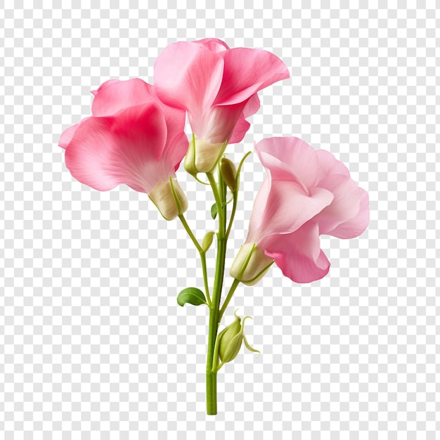 PSD sweet pea flower png isolated on transparent background