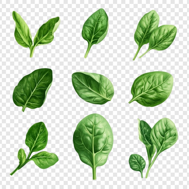 Świeże liście szpinaku Kolekcja Zielone warzywa Ilustracja botaniczna Zdrowe odżywianie Dieta Składniki żywności