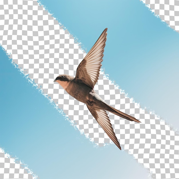 PSD swift bird from eurasia against blue sky