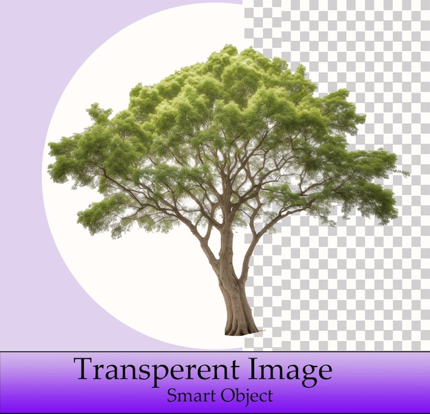 PSD szablon drzewa inteligentny obiekt przezroczysty obraz