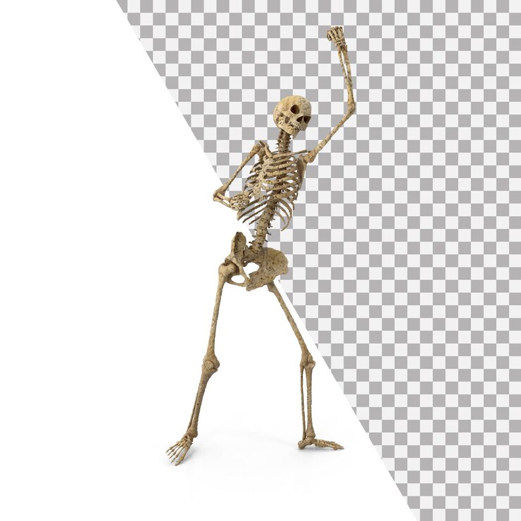 Szkielet 3D png