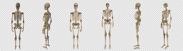 PSD szkielet ludzkiego ciała 3d w wielu widokach z kamery
