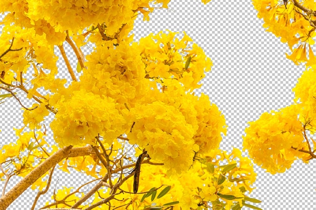 Tabebuia aurea bloemen op geïsoleerde transparantie background