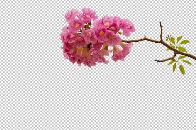 PSD tabebuia rosea flowers on isolated transparency background