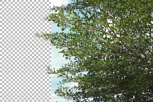 Taiwanese banyan bladeren gescheiden doorzichtige achtergrond