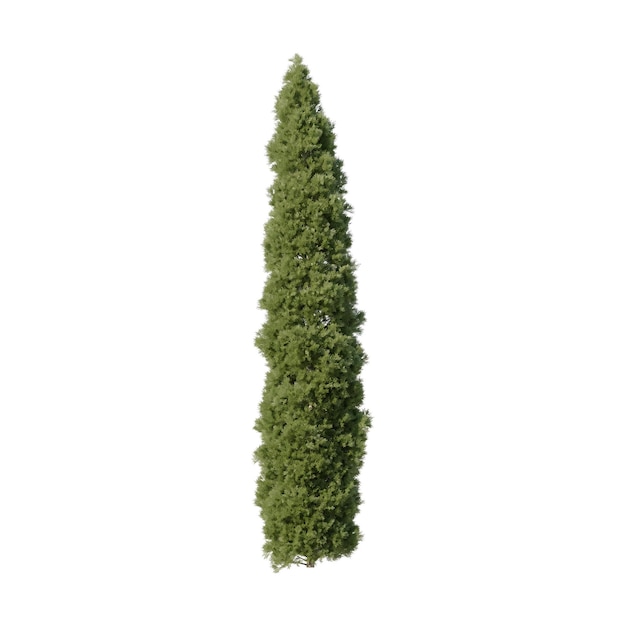 Tall Cypress Tree Isolated on White Background
