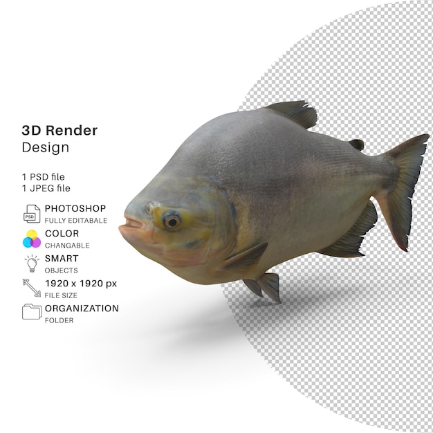 PSD tambaqui fish 3d render