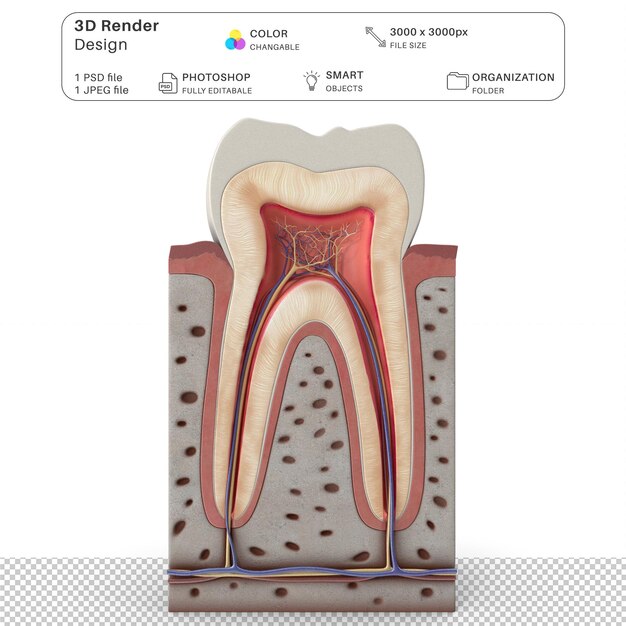 PSD tandanatomie 3d-modellering psd-bestand realistische menselijke anatomie