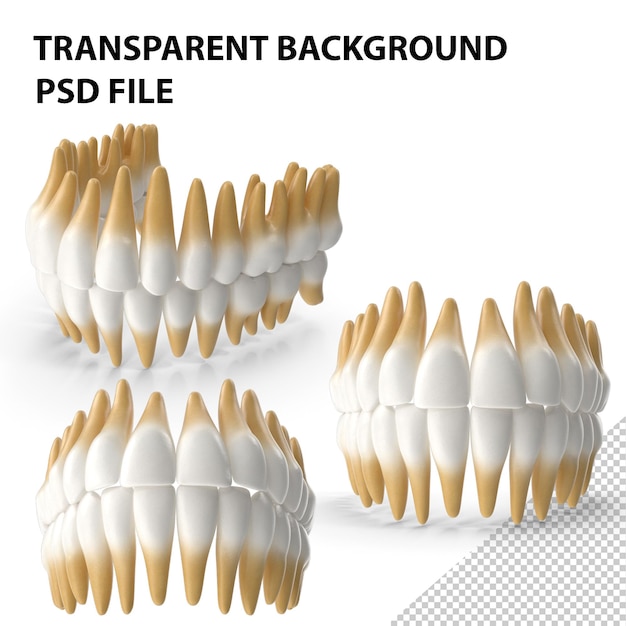 PSD tanden medisch model png