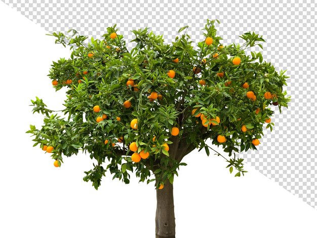 PSD tangerine orange png