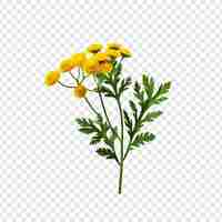 PSD tansy flower isolated on transparent background