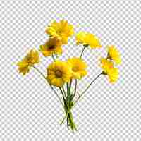 PSD tansy flower isolated on transparent background