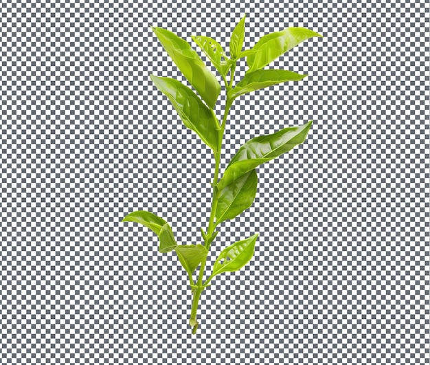 Tasty Green tea Umhlonyane isolated on transparent background