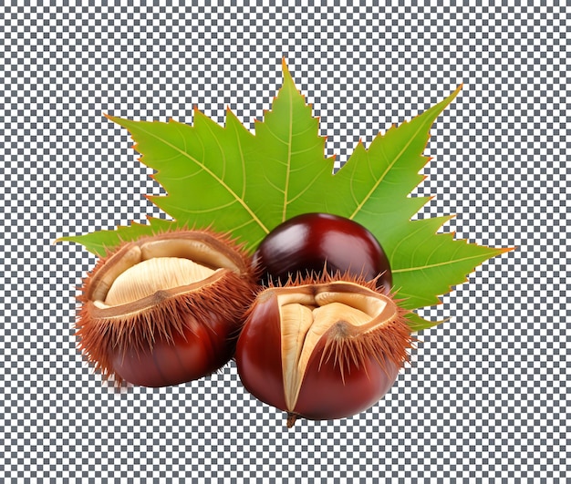 tasty japanese chestnut isolated on transparent background