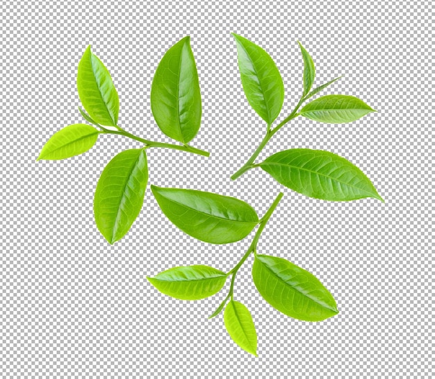 Tea leaf isolated on alpha layer background