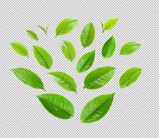 Tea leaf isolated on alpha layer background