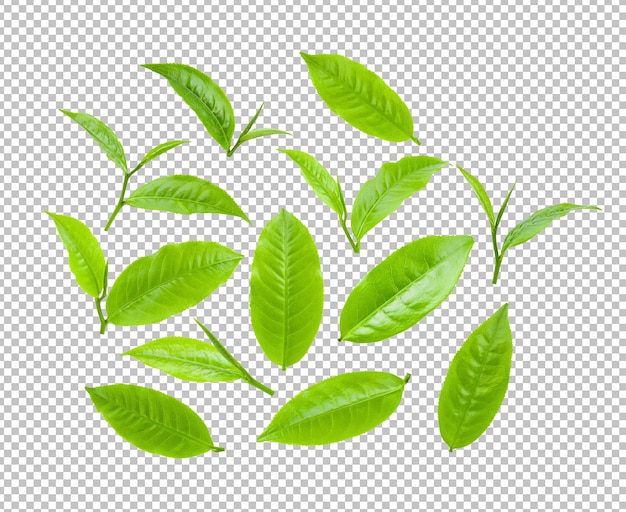 PSD tea leaf isolated on alpha layer