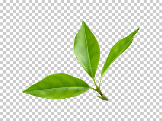 PSD tea leaf isolated on transparent background png psd