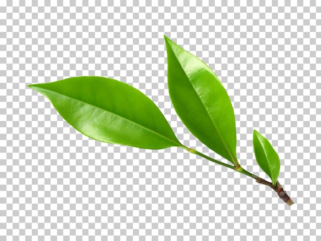 PSD tea leaf isolated on transparent background png psd