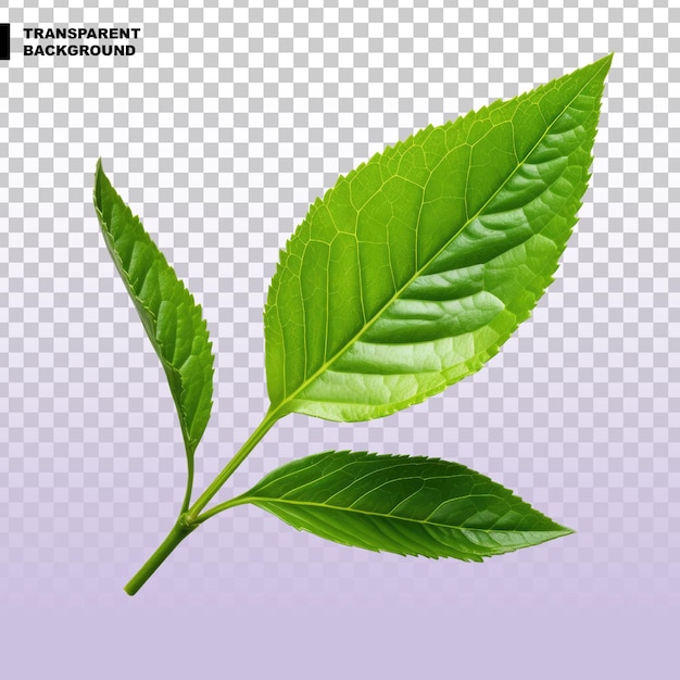 Tea leaf on transparent background