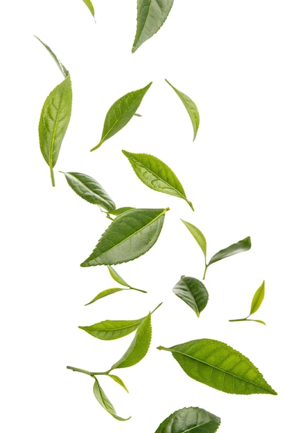 Tea leaves falling and floating in the air on transparent background