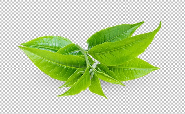 알파 레이어에 고립 된 찻잎
