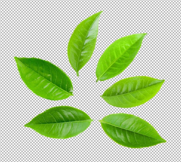 Tea leaves isolated on alpha layer