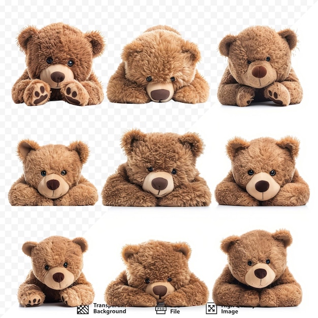 PSD teddy bear peeking from behind in various positions