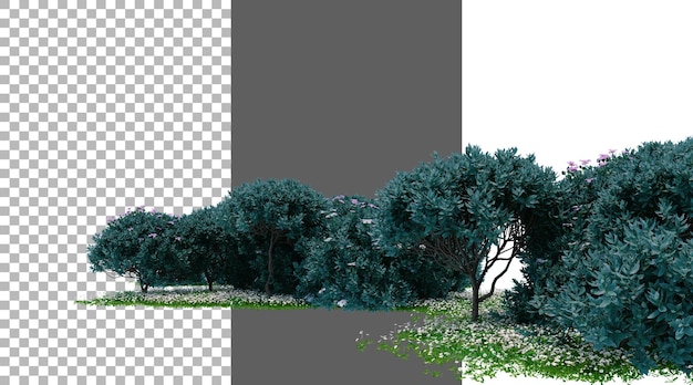 Teksaski krzew szałwii na przezroczystym tle png 3D rendering
