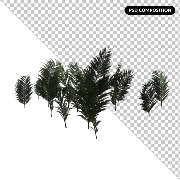 PSD tempskiafern tree isolated 3d