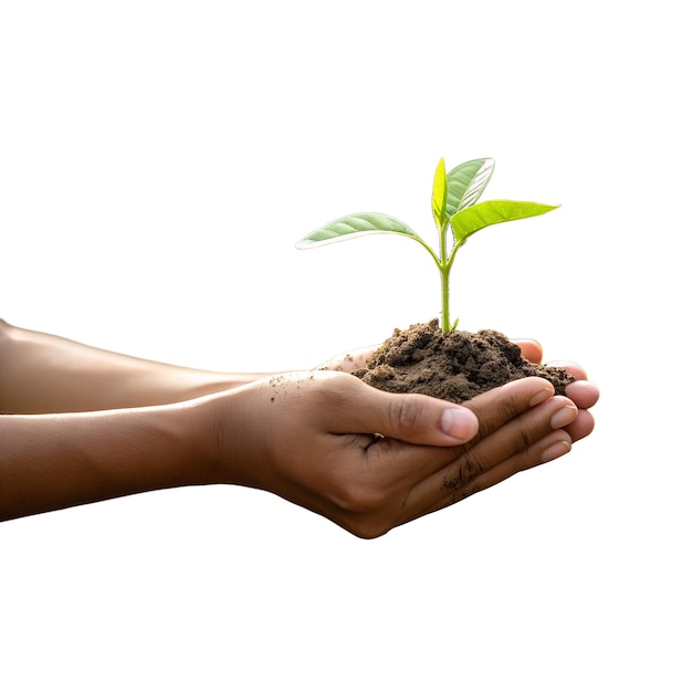 Tender handen die een jonge plant vasthouden Transparante achtergrond