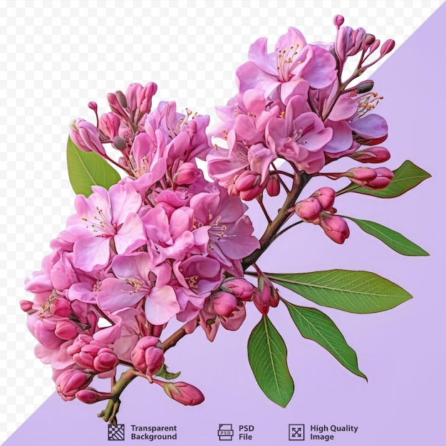 PSD the thai crape myrtle a tropical flowering plant is found in southeast asia