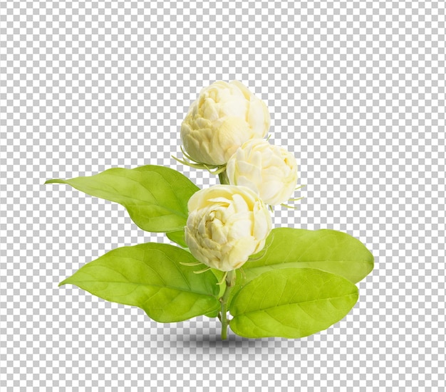 흰색 배경에 격리된 태국 재스민 흰 꽃이것은 클리핑 경로 재스민 사진이 전체 깊이 필드를 쌓았습니다.