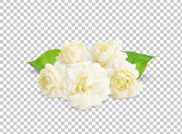 PSD thai jasmine white flower with green leave isolated on white backgroundthis has clipping path jasmine photo stacked full depth field